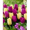 Zestaw - Tulipan Sunny Prince i Tulipan Negrita - 10 szt.