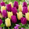 Zestaw - Tulipan Sunny Prince i Tulipan Negrita - 10 szt.