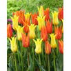 Zestaw - Tulipan Ballerina i Tulipan Schiedam - 10 szt.