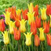 Zestaw - Tulipan Ballerina i Tulipan Schiedam - 10 szt.