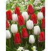 Zestaw - Tulipan Darwidesign i Tulipan White Prince - 10 szt.