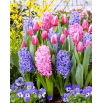 Zestaw - Hiacynt Delft Blue, Hiacynt Scarlet Pearl i Tulipan Jefgenia - 11 szt.