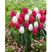 Zestaw - Tulipan Purk i Tulipan White Prince - 10 szt.