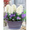Zestaw - Hiacynt White Pearl i Zawilec grecki - Blue Shades - 11 szt.