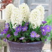 Zestaw - Hiacynt White Pearl i Zawilec grecki - Blue Shades - 11 szt.