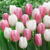 Zestaw - Tulipan Kasia i Tulipan White Prince - 10 szt.
