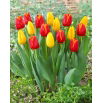 Zestaw - Tulipan Strong Gold i Tulipan World Favourite - 10 szt.