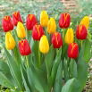 Zestaw - Tulipan Strong Gold i Tulipan World Favourite - 10 szt.