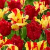 Zestaw - Tulipan Barbados i Tulipan Flaming Parrot - 10 szt.