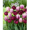Zestaw - Tulipan Alison Bradley i Tulipan Flaming Flag - 10 szt.