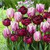 Zestaw - Tulipan Alison Bradley i Tulipan Flaming Flag - 10 szt.