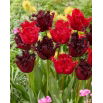 Zestaw - Tulipan Barbados i Tulipan Labrador - 10 szt.