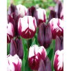 Zestaw - Tulipan Indeland i Tulipan Rems Favourite - 10 szt.