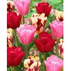 Zestaw - Tulipan Heleen Valstar, Tulipan Argos i Tulipan Grand Perfection - 15 szt.