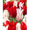 Zestaw - Tulipan Marilyn i Tulipan Pieter De Leur - 10 szt.