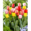 Zestaw - Tulipan Ad Rem, Apeldorn, Jaap Groot, Salmon Impression i Apricot Impression - 25 szt.