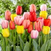Zestaw - Tulipan Ad Rem, Apeldorn, Jaap Groot, Salmon Impression i Apricot Impression - 25 szt.