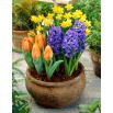 Zestaw - Hiacynt Blue Pearl, Narcyz Tete-a-Tete i Tulipan Greigii orange - 13 szt.