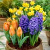 Zestaw - Hiacynt Blue Pearl, Narcyz Tete-a-Tete i Tulipan Greigii orange - 13 szt.