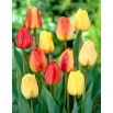 Zestaw - Tulipan Apeldorn, Tulipan Golden Apeldoorn i Tulipan Blushing Apeldoorn - 15 szt.