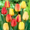 Zestaw - Tulipan Apeldorn, Tulipan Golden Apeldoorn i Tulipan Blushing Apeldoorn - 15 szt.