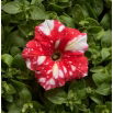 Petunia Dot Star F1 - Red