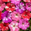Petunia Dot Star F1 - Mix