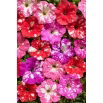 Petunia Dot Star F1 - Mix