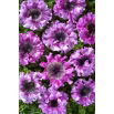 Petunia Superbissima Rosea - olbrzymie kwiaty do 16 cm