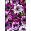 Petunia Superbissima Mix - olbrzymie kwiaty do 16 cm
