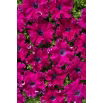 Petunia Aphrodite F1 - Purple