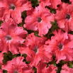 Petunia Aphrodite F1 - Salmon