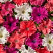 Petunia Aphrodite F1 - Mix