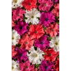 Petunia Aphrodite F1 - Mix