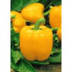 Papryka Yellow California Wonder - żółta, słodka