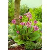 Bergenia Purpurea - GIGA paczka! - 50 szt.