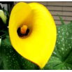 Calla Cream - GIGA paczka! - 50 szt.