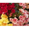Begonia pełna - mix kolorów - GIGA paczka! - 100 szt.