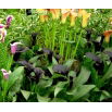 Calla Schwarzwalder - GIGA paczka! - 50 szt.