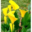 Calla Cream - GIGA paczka! - 50 szt.
