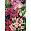 Alstremeria - Alstroemeria - duża paczka! - 10 szt.