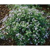 Brunera wielkolistna - Brunnera Macrophylla - GIGA paczka! - 50 szt.