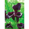 Calla Schwarzwalder - GIGA paczka! - 50 szt.