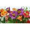 Alstremeria - Alstroemeria - duża paczka! - 10 szt.