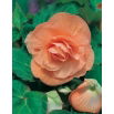 Begonia pełna - łososiowa - GIGA paczka! - 100 szt.