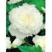 Begonia strzępiasta - biała - GIGA paczka! - 100 szt.