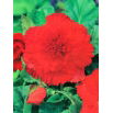 Begonia strzępiasta - czerwona - GIGA paczka! - 100 szt.