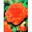Begonia strzępiasta - pomarańczowa - GIGA paczka! - 100 szt.