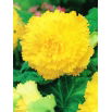 Begonia strzępiasta - żółta - GIGA paczka! - 100 szt.