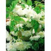 Begonia zwisająca - biała - GIGA paczka! - 100 szt.
